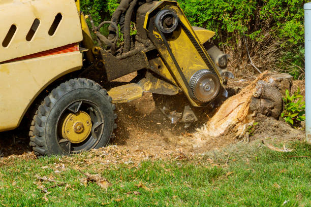 Best Root Management and Removal  in St Leo, FL